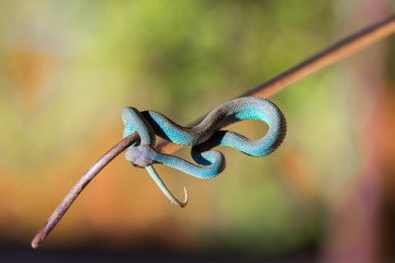 Blue snake on a branch