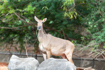 Antelope