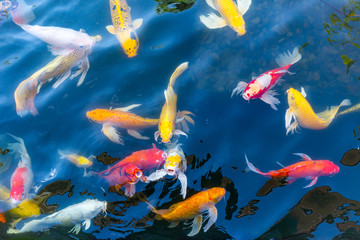 Koi fish in pond