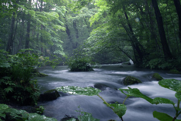 水, 森, 流れ, 川, たき, 自然, 風景, 緑, 木, クリーク, とぶ, 山,...