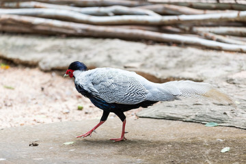 silver pheasant