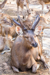 Image of a deers relax on nature background. wild animals.
