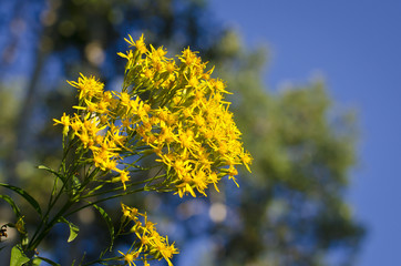 A bundle of fresh little yellow flowers in the park under the summer sun. 