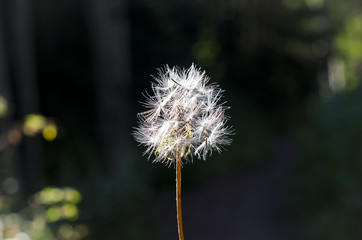 A solo dry old dandelion weed in the summer sun waiting to spread the seeds. 