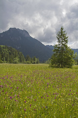 Blumenpracht im Ettaler Weidmoos