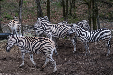 Fototapeta na wymiar Zebras in a group