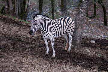 Zebra alone in a forest