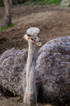 Angry Ostrich squaking - looking big