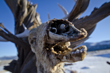 The old and damaged nose of the dead deer head in the winter of the wild west. 