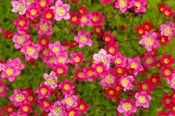 Saxifraga androsacea or saxifraga arendsii many red flowers background