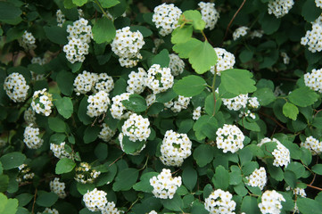 Shrub of spiraea betulifolia tor or birchleaf spirea with white flowers  © skymoon13