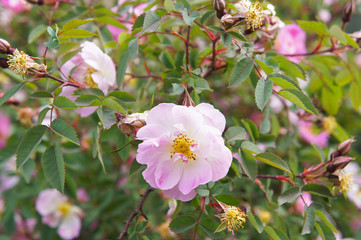 Rosa palustris or swamp rose pink flowers