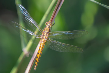 Black-tailed skimmer female - Orthetrum cancellatum