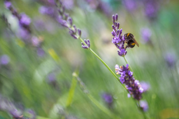 Holding On - a bumblebee swaying on a lavender flower in the wind
