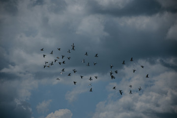 Birds Flying
