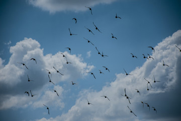 Birds Flying