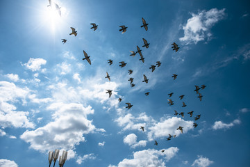 Birds Flying