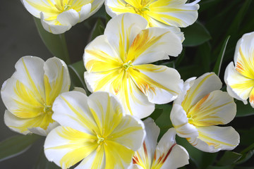 Obraz na płótnie Canvas Первые цветы весны тюльпаны
