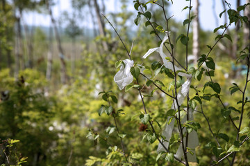 Branches of a young tree in the forest with plastic non-degradable rubbish. Image of environmental pollution.