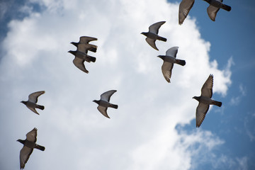 Birds Flying