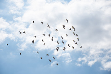 Fototapeta premium Birds Flying