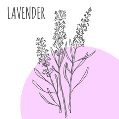 Fototapeta na wymiar Lavender vector sketch botanical herb spice for aroma essential oil or herbal tea package