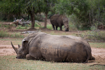 Obraz premium African White Rhino