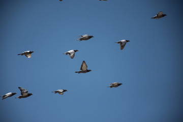 Birds Flying