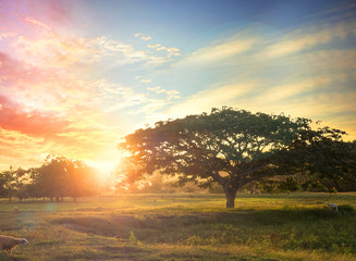 Nature background concept: Alone tree on meadow sunset.