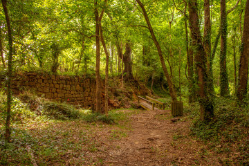 Forest with Rock Wall and Bridge and Woods Trail