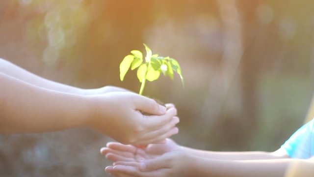 hand holding green plant growing. nature background, slow motion shot