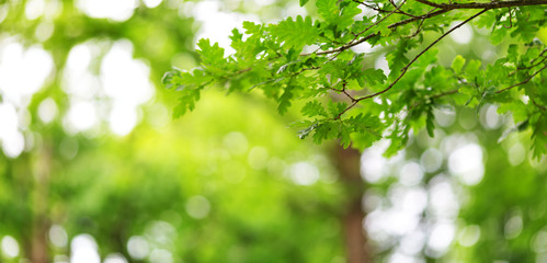 Oak leaves background in summer with beautiful sunlight. Green foliage
