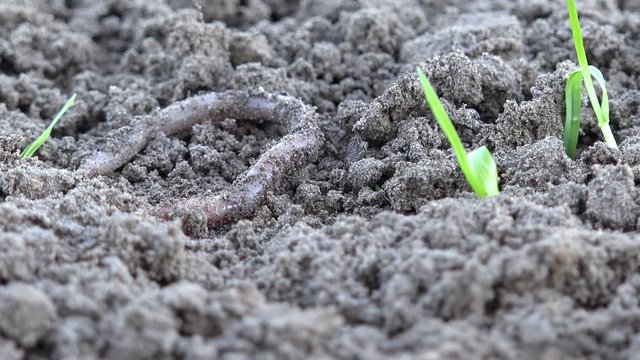 Earthworm crawls over the ground in the nature