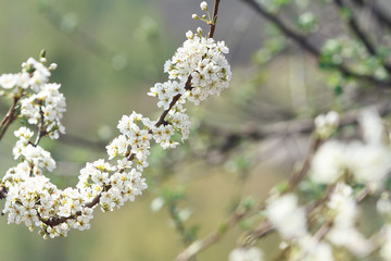 plum flower in spring