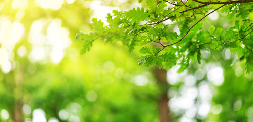 Eikenbladeren achtergrond in de zomer met prachtig zonlicht. Groen blad