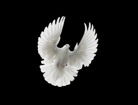 White dove flying