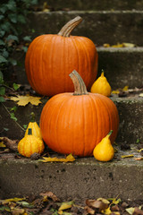 Autumn season.Set of orange and yellow pumpkins with autumn leaves..Autumn time