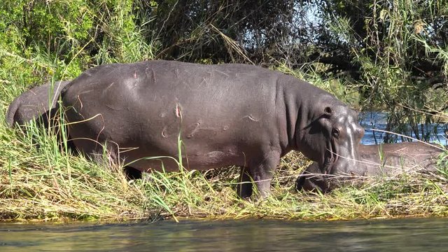 male hippo protecting a cow on a river bank