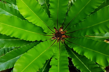 bird's nest fern