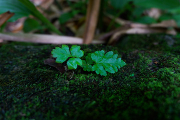 Ferns and other plants of the forest. Natural fern leaf decor closeup photo. Tropical greenery top view. Fern leaf pattern. Green foliage with green fern leaf.