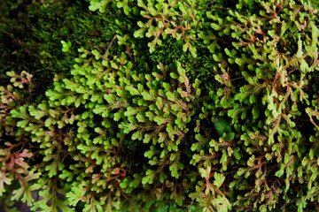 Fototapeta na wymiar Close-up of Freshness Selaginella involvens fern, small fern leaves growing in the rain forest