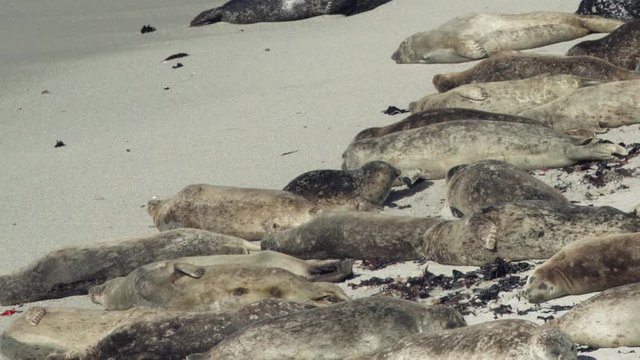 A baby seal fights for space with several adult seals on a crowded beach.