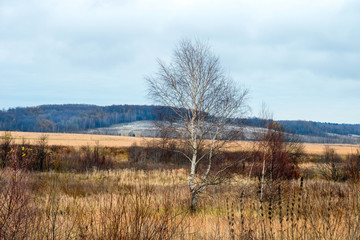 Birch without leaves in late autumn. Autumn landscape.