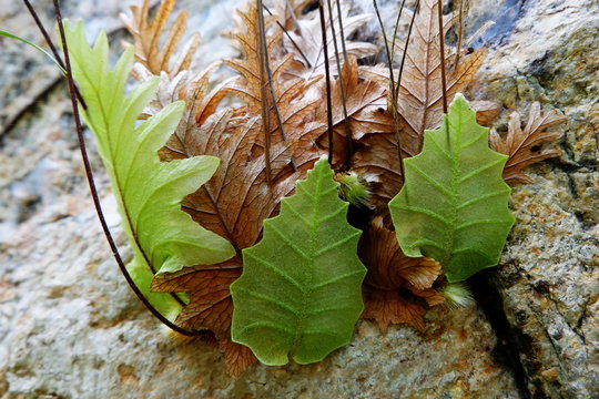 Drynaria quercifolia, oak-leaf fern