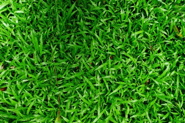 Grass background. Fresh lawn grass texture. Perfect green grass carpet. Grass backdrop for your design