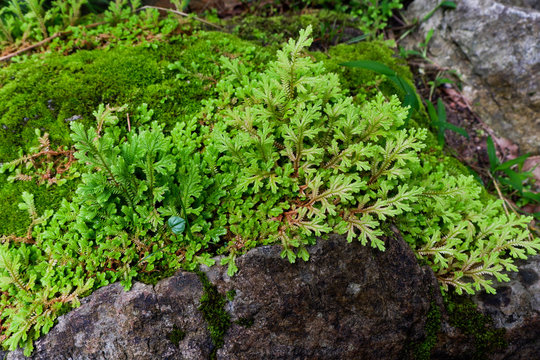Close-up of Freshness Selaginella involvens fern, small fern leaves growing in the rain forest