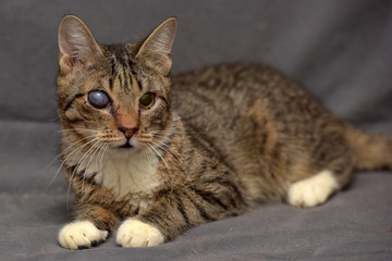 Tabby cat with cataracts in the eye on a gray background.
