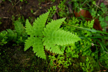 Ferns and other plants of the forest. Natural fern leaf decor closeup photo. Tropical greenery top view. Fern leaf pattern. Green foliage with green fern leaf.