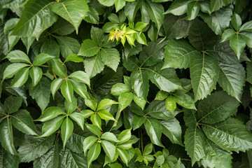 Green Leaf Background. leaves of grapes. Toning, soft focus, close up background mode.