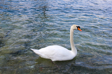 Swan - Ecological balance scene on the well protected Lake of Constance, Europe